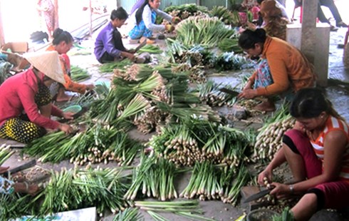 [-]Trồng[-]sả[-]trên[-]đất[-]nhiễm[-]mặn[-]cho[-]hiệu[-]quả[-]cao